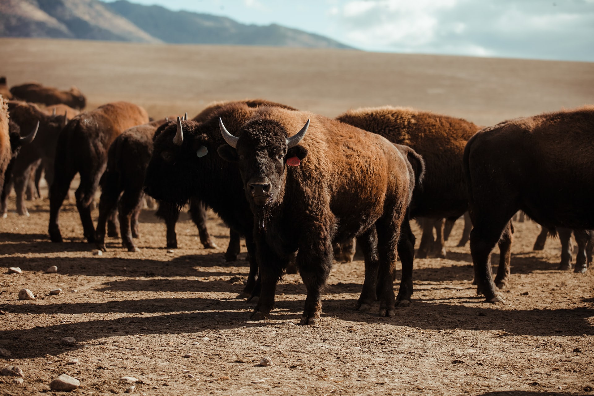 Bison Ranching series photography