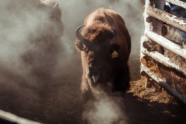Bison Ranching photograph 2