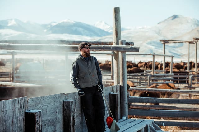 Bison Ranching photograph 3