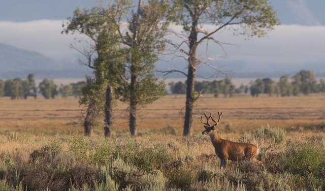 Bison Ranching photograph 5
