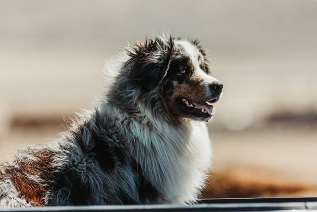 Bison Ranching photograph 15