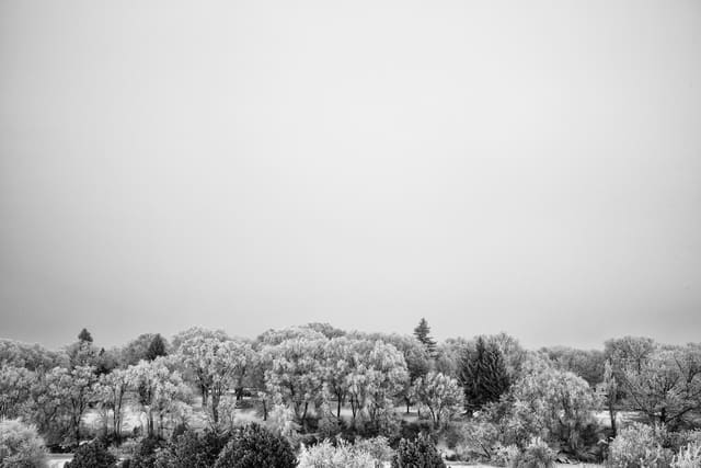 Bison Ranching photograph 16