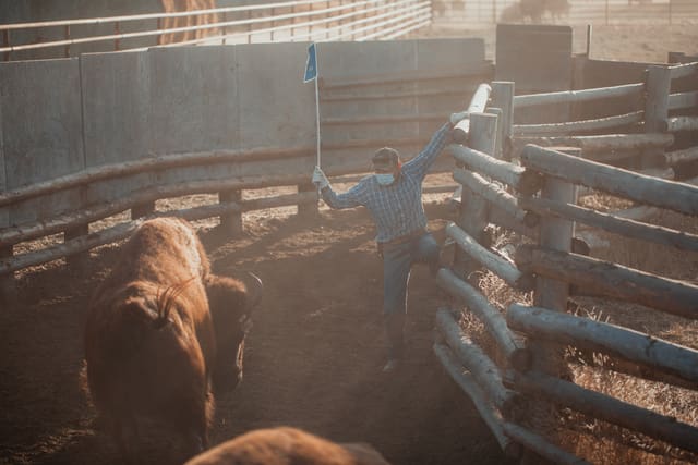 Bison Ranching photograph 41