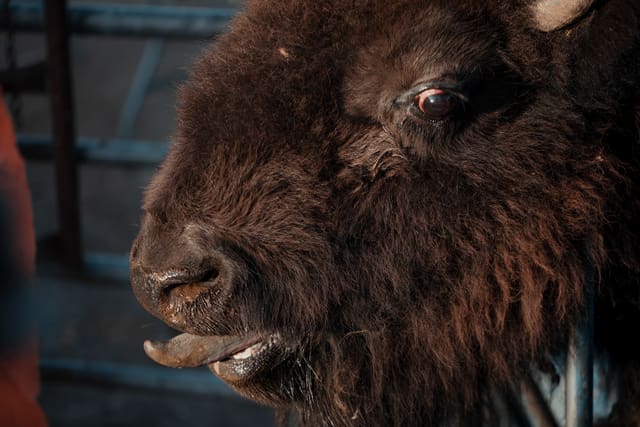 Bison Ranching photograph 44