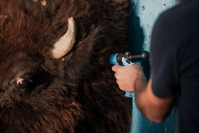 Bison Ranching photograph 46