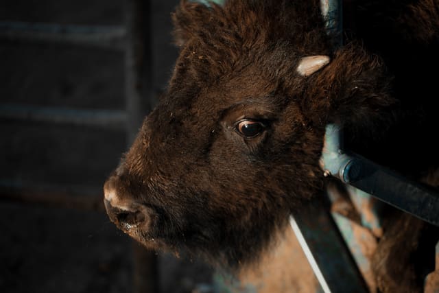 Bison Ranching photograph 48