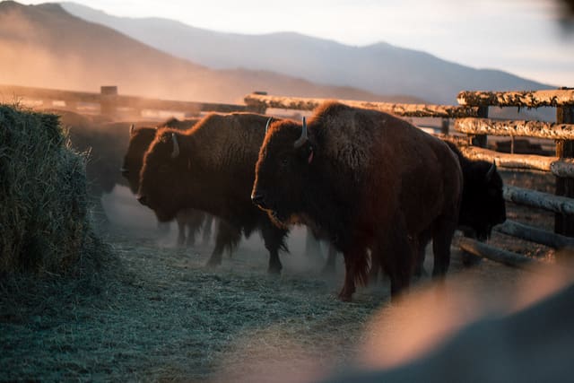 Bison Ranching photograph 50