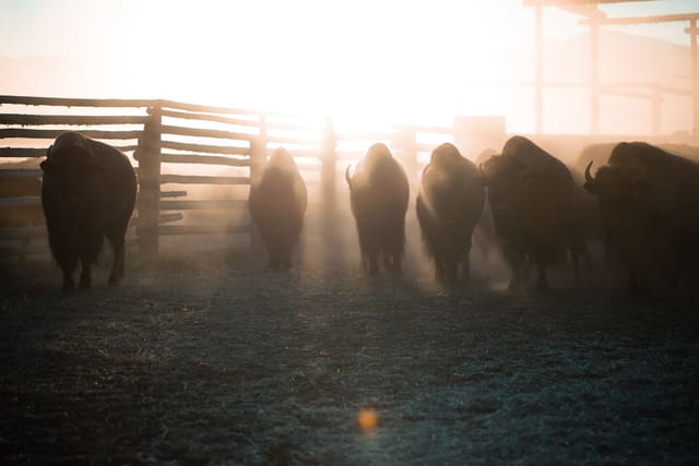 Bison Ranching photograph 51