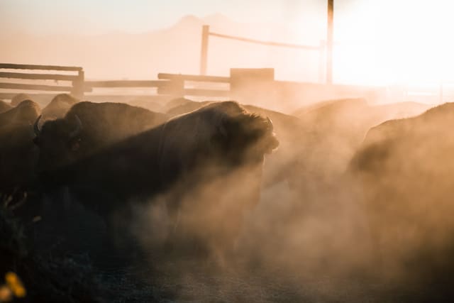 Bison Ranching photograph 52