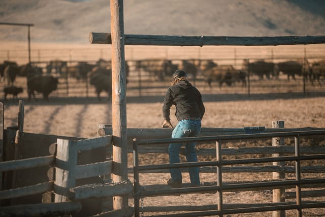 Bison Ranching photograph 53