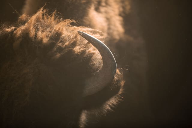 Bison Ranching photograph 54